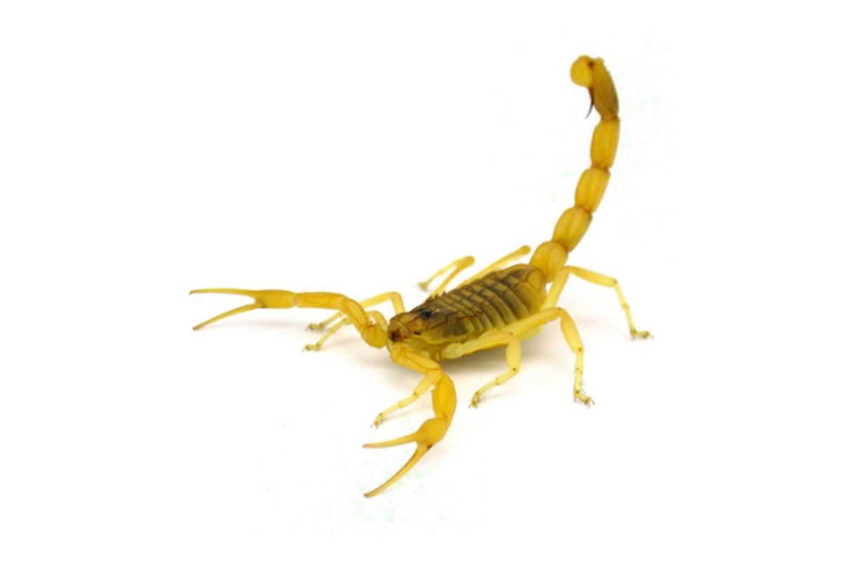 Escorpião amarelo em ambiente urbano
