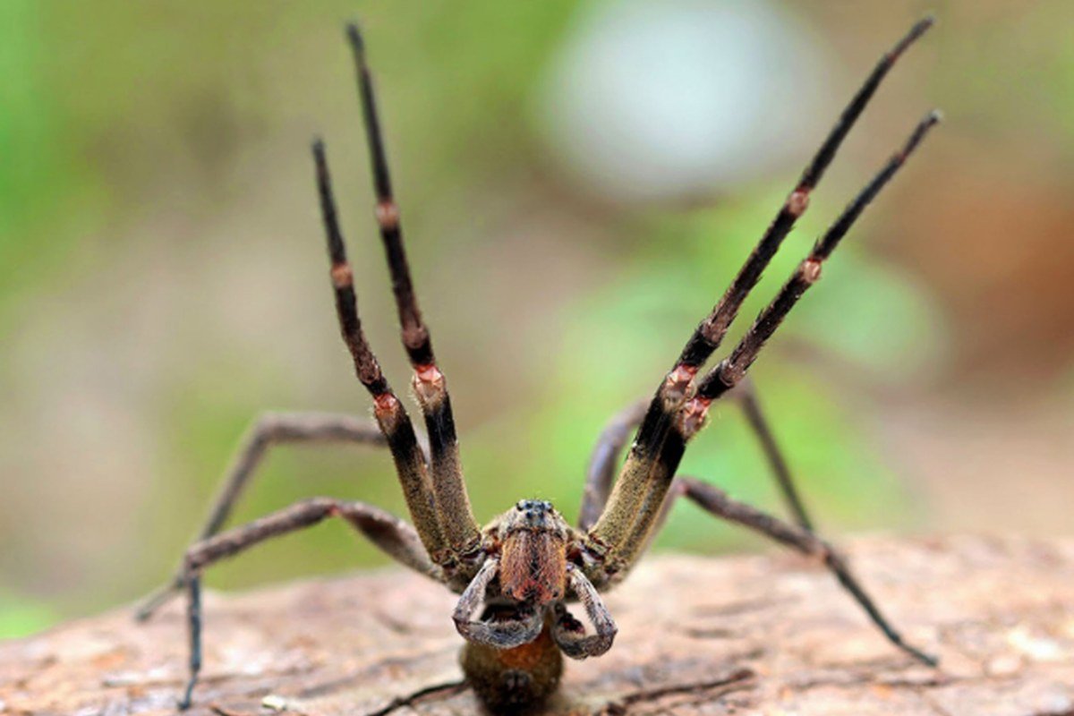 Aranha armadeira (Phoneutria sp.) em posição de defesa, com as patas dianteiras levantadas