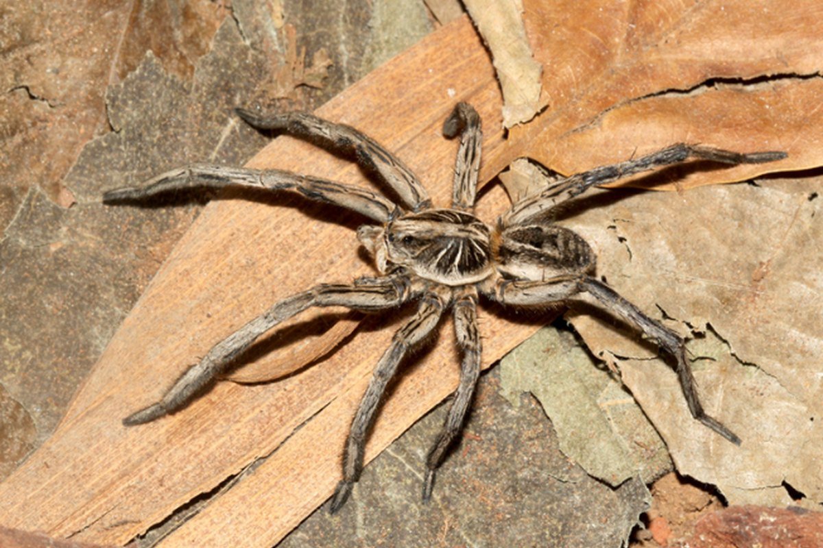Aranha de jardim e grama sobre folhas secas em área externa