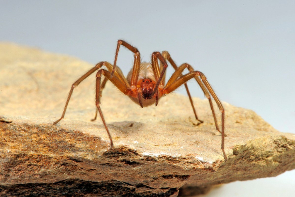 Aranha-marrom (Loxosceles), uma das duas espécies de risco na nossa região — controle de aranhas em São Carlos