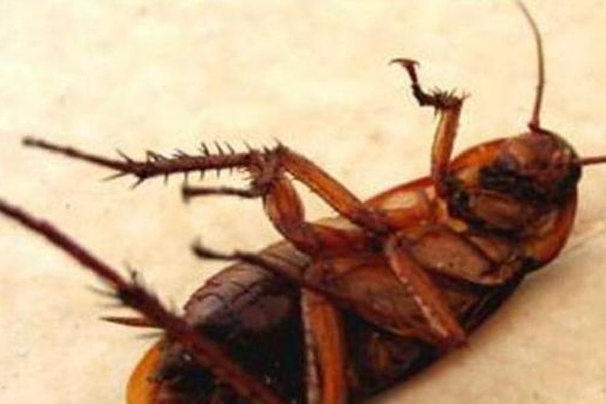 Barata de esgoto (Periplaneta americana)