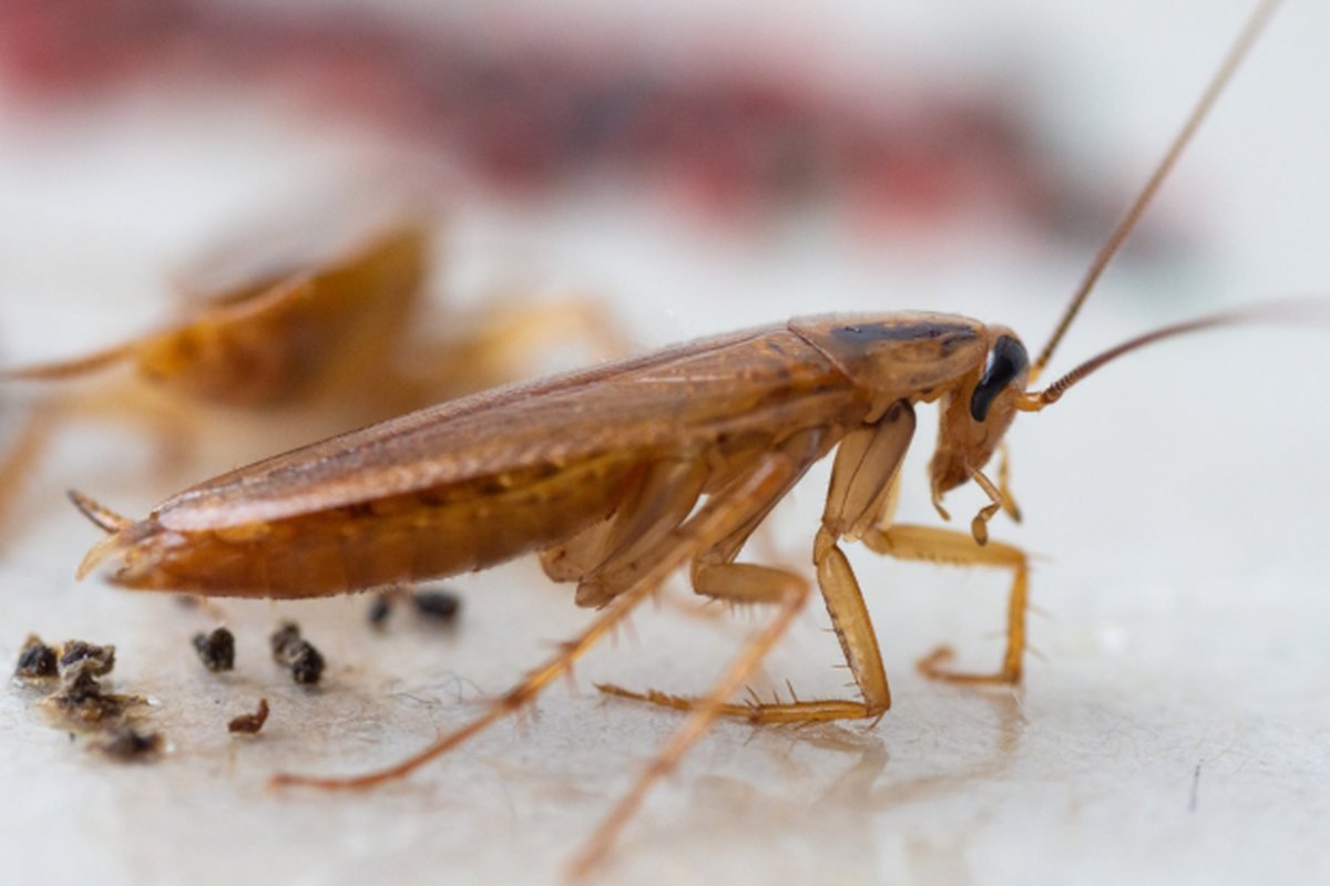 Baratinha de cozinha (Blattella germanica), a barata de supermercado