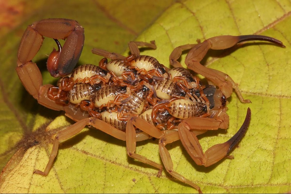 Escorpião Amarelo (Tityus serrulatus) — controle de pragas em São Carlos