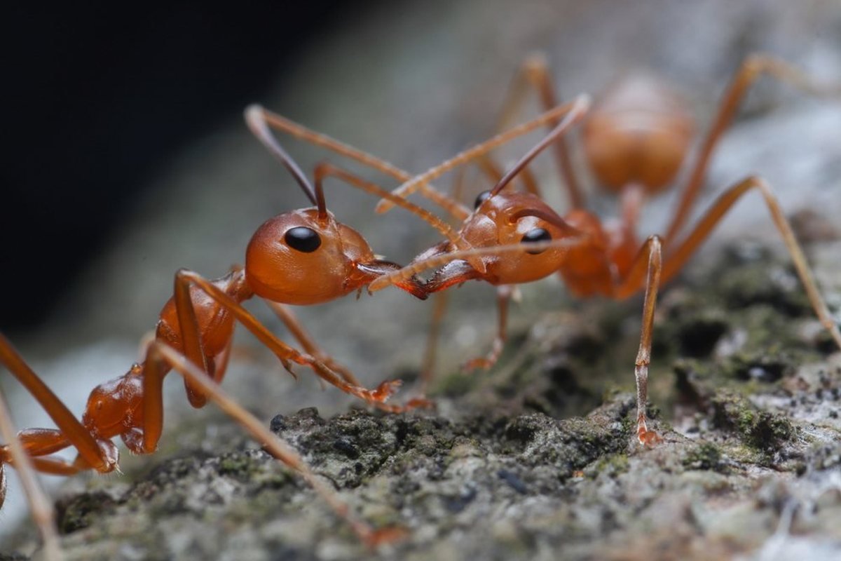 Formigas lava-pé (Solenopsis), controle de formigas em São Carlos