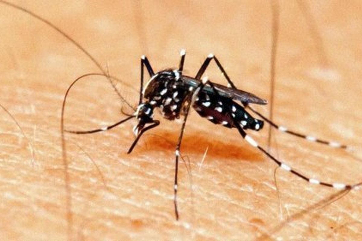 Mosquito Aedes aegypti, transmissor da dengue