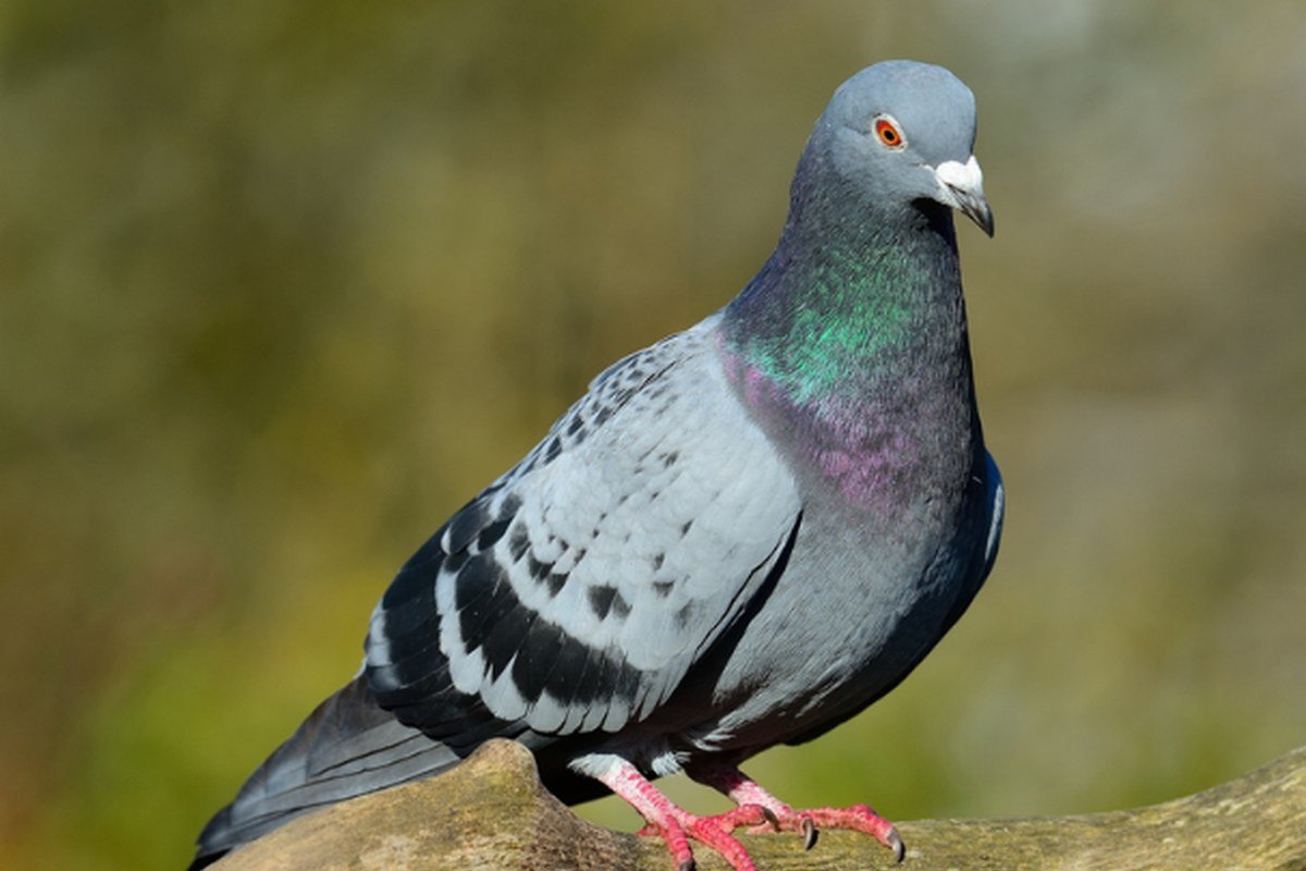Pombo urbano (Columba livia), alvo do manejo de pombos
