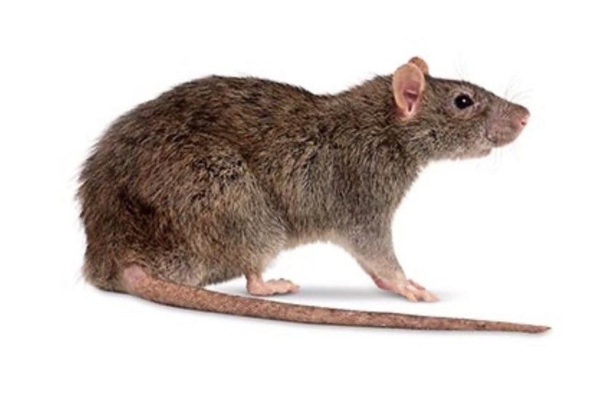 Ratazana, roedor comum em esgotos e terrenos