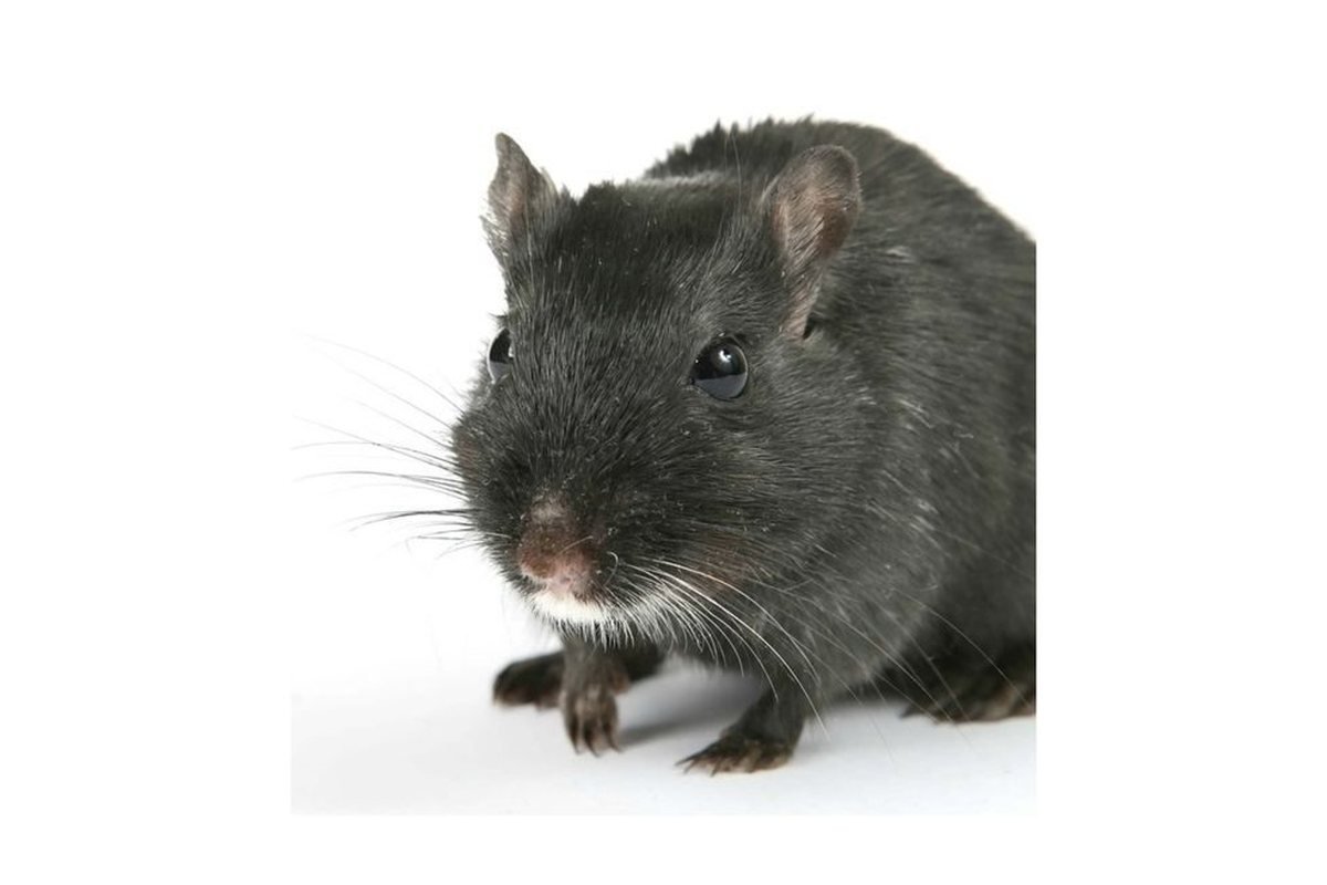 Rato de telhado em ambiente urbano