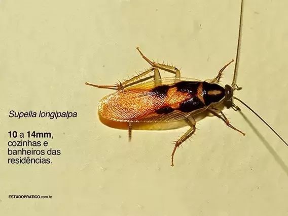 Dedetização de Baratas-Dedetizadora em São Carlos-Sanprag-Barata Supella-Longipalpa